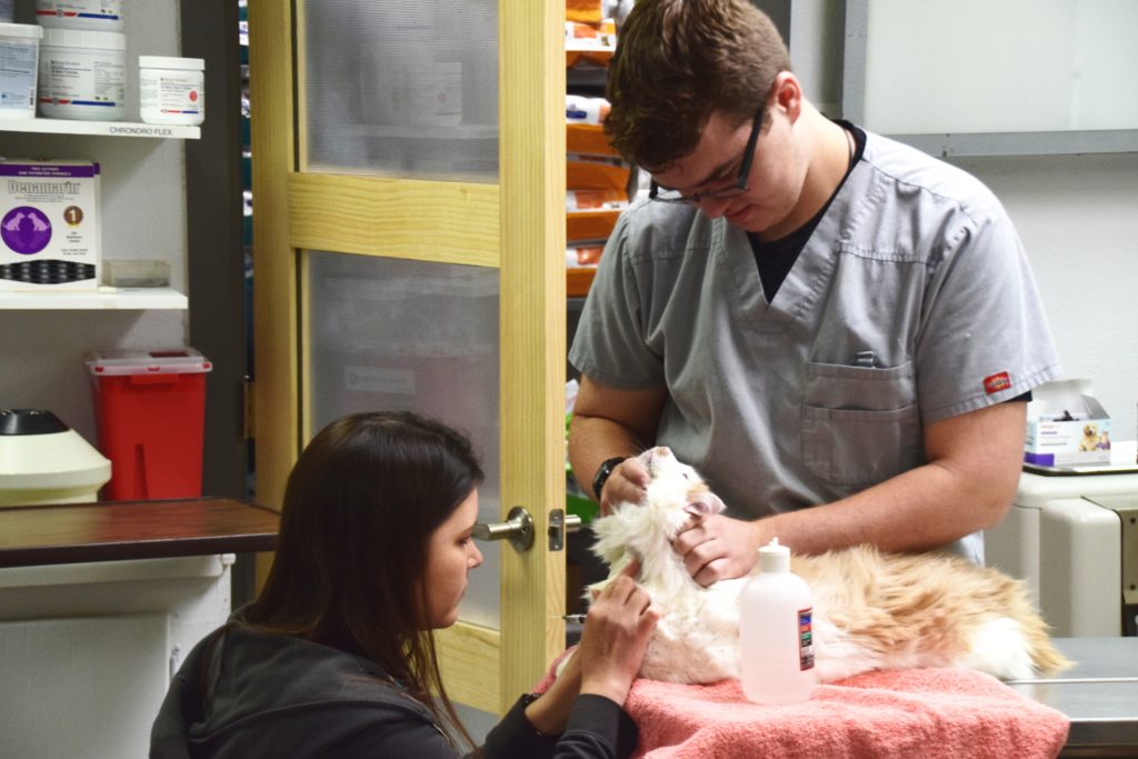 diagnostic testing for cats