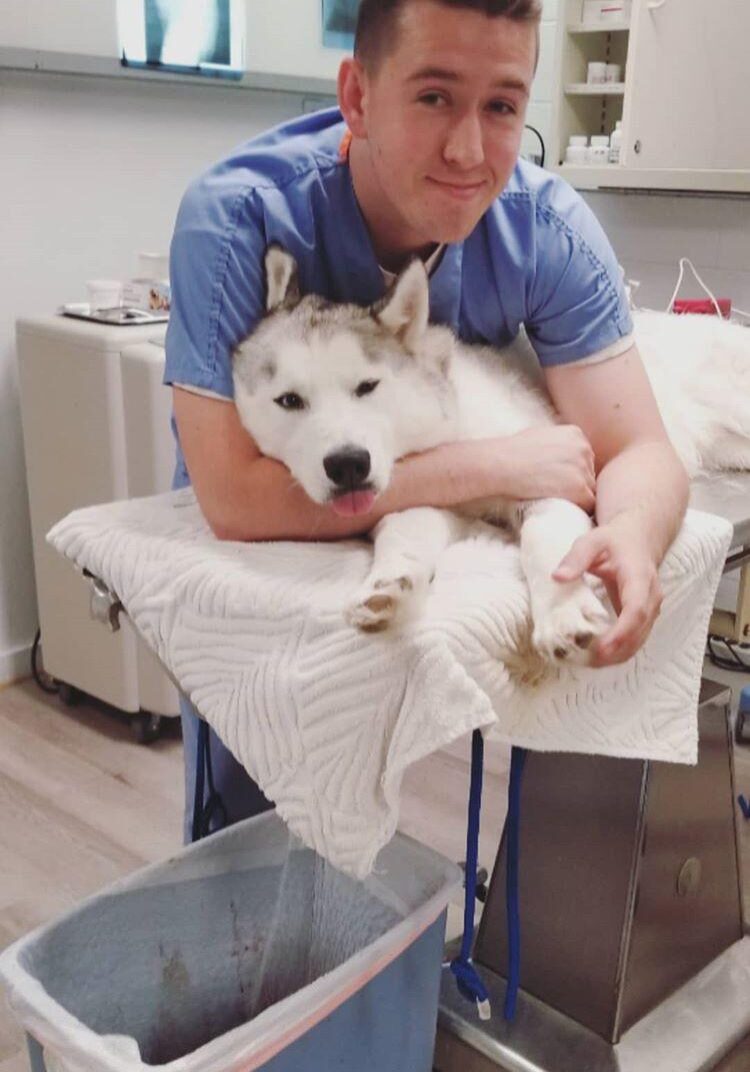 dog vaccination
